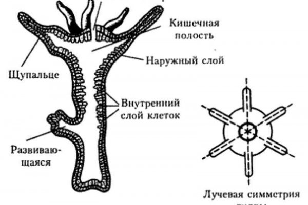 Kra36.gl