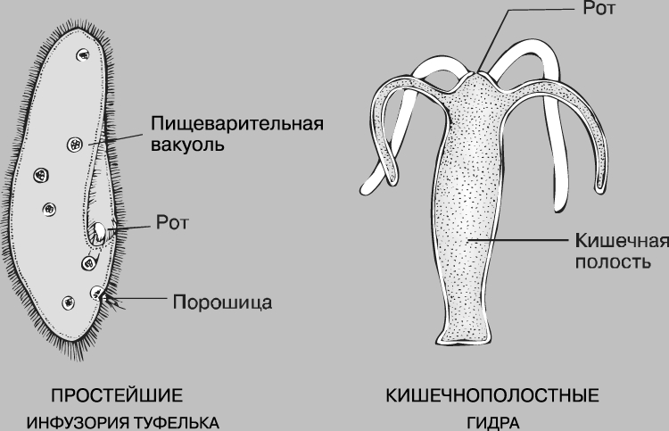 Кракен kr2web in